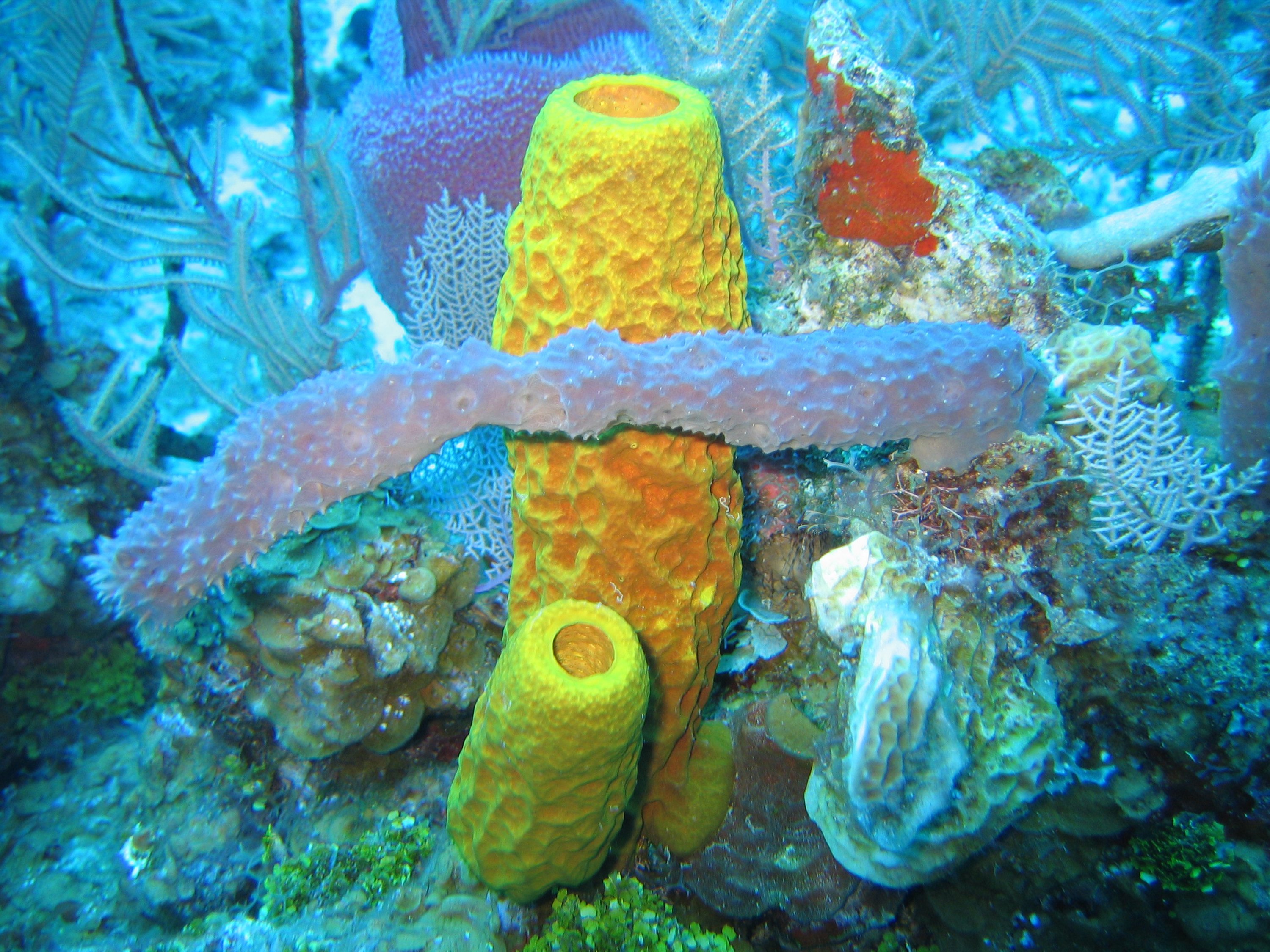 Photo of a Sponge Animal, a Porifera